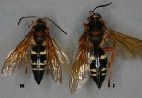 How To Get Rid of A Cicada Killer Wasp - How I Get Rid Of