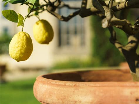 Container Lemon Trees: Growing A Lemon Tree In A Pot