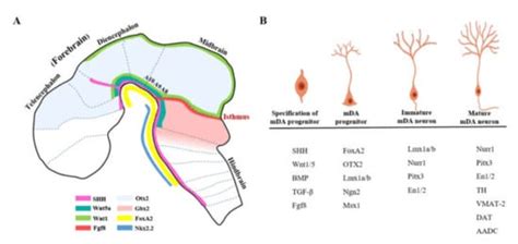 Cells | Free Full-Text | Development and Differentiation of Midbrain Dopaminergic Neuron: From ...