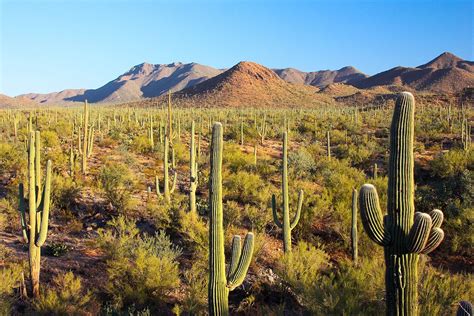 Sonoran Desert - Wikipedia