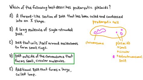 Question Video: Describing the Structure of Prokaryotic Plasmids | Nagwa