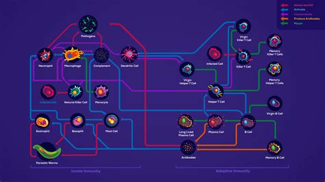 Immune System 2021 (Video by kurzgesagt) : r/kurzgesagt