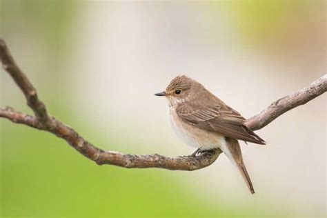 Spotted Flycatcher | Bird Identification Guide | Bird Spot