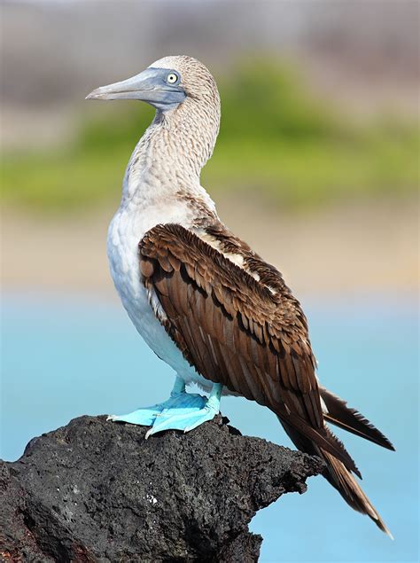 File:Blue-footed-booby.jpg - Wikimedia Commons
