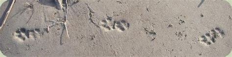 Coyote Tracks and Sign