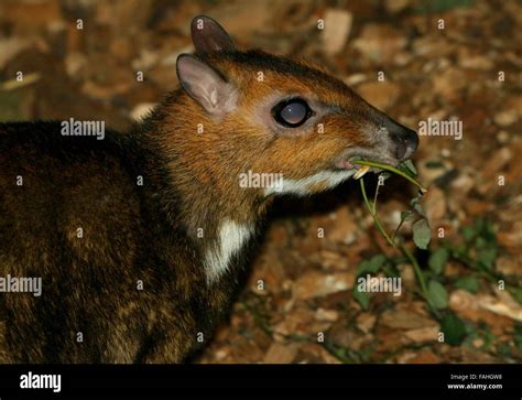 Philippine Mouse Deer Pilandok