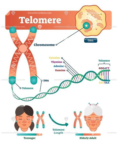 Telomere vector illustration medical scheme | Science biology, Biology lessons, Telomeres