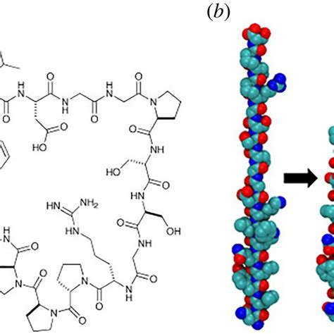 Trp-cage protein molecule (a) structural formula and (b) schematic of ...