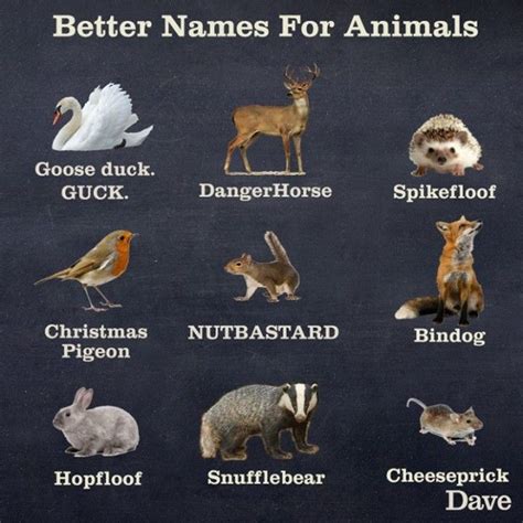 Better Names For Animals..? | Funny animal names, Animal names, Animal ...