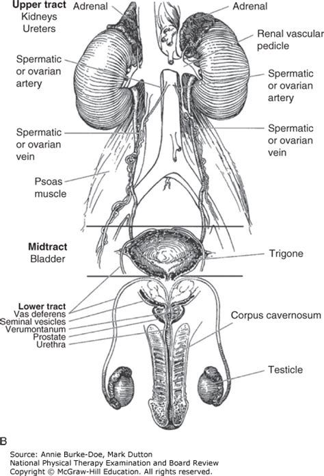 Genitourinary System | National Physical Therapy Examination and Board Review ...