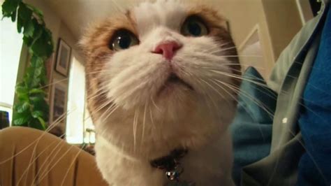 Chewy.com TV Spot, 'Chewy Chatty Pets: Cat' - iSpot.tv