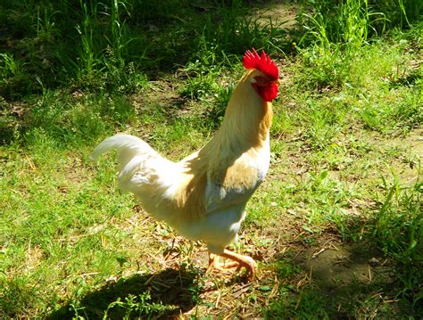 Foghorn Leghorn- he is our main Rooster! Such a Handsome fella :) | BackYard Chickens - Learn ...