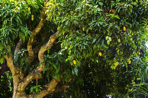 Free photo: Mango Tree - Fresh, Garden, Green - Free Download - Jooinn