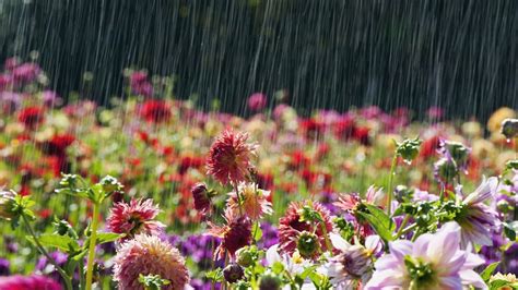 Summer Rain Wallpapers - Top Free Summer Rain Backgrounds - WallpaperAccess