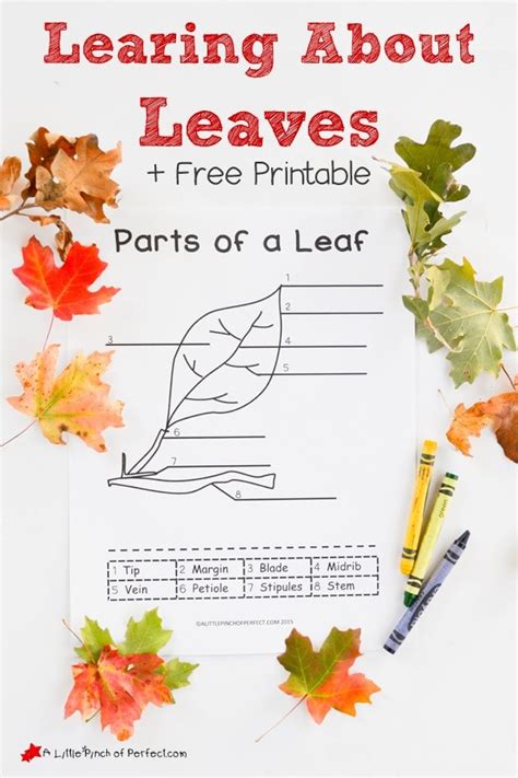 Label The Parts Of A Leaf Worksheet