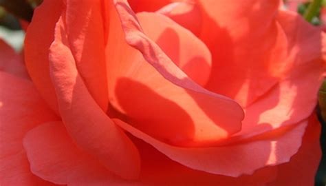 What Do Peach-Colored Roses Mean? | Garden Guides