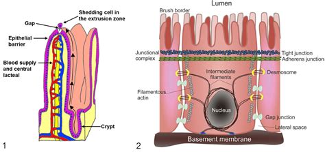 Epithelial Cell Shedding and Barrier Function: A Matter of Life and ...