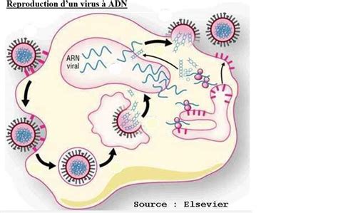 La reproduction des virus Diagram | Quizlet