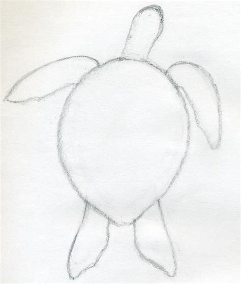 How To Draw A Turtle | Turtle drawing, Turtle sketch, Turtle painting