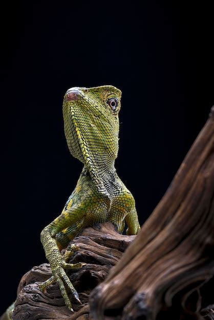 Premium Photo | Forest dragon lizard in black background (gonocephalus chamaeleontinus chameleon )