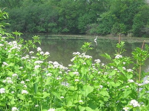 Illinois & Michigan Canal State Trail Photos | TrailLink