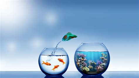 Cute Fish Wallpapers - Top Free Cute Fish Backgrounds - WallpaperAccess