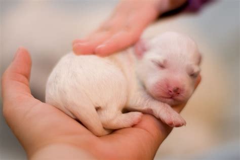 Puppy Development From Newborn to One Week