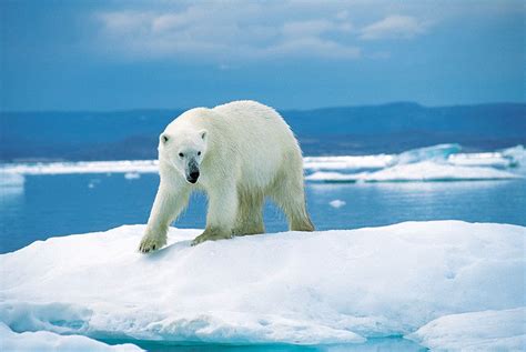 Smithsonian Insider – Polar bears in a warming world: Q&A with Don Moore of the National Zoo ...