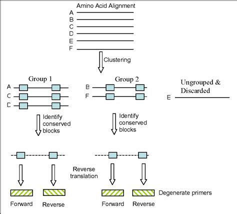 Degenerate Primer Design via Clustering - Semantic Scholar