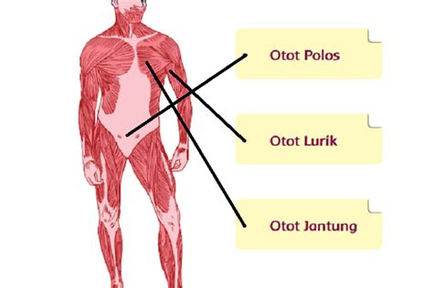 Otot Betis dan Otot Lengan Termasuk dalam Jenis Otot Apa? Letak Otot ...