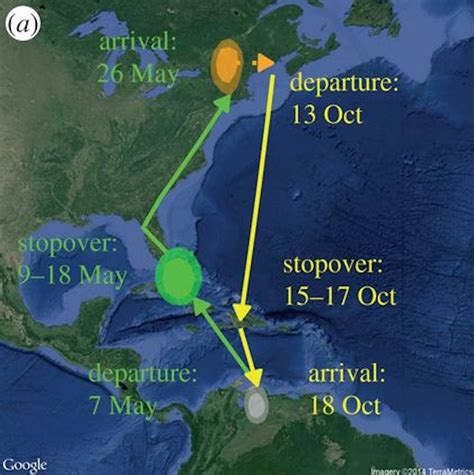 Blackpoll Warbler Migration Map