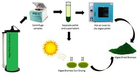 Microalgae harvesting and biomass production. | Download Scientific Diagram