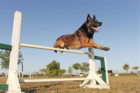 Professional Training for the Belgian Shepherd - My Animals