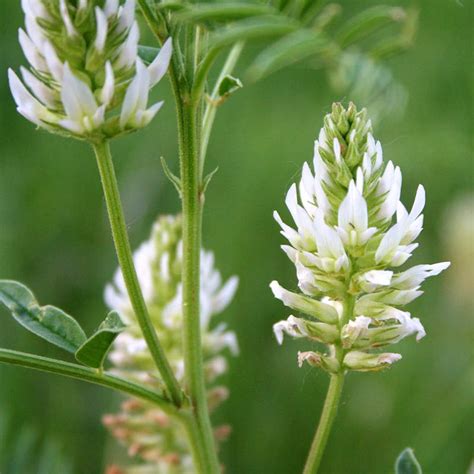 Wild Licorice Seeds | Glycyrrhiza Lepidota Seeds