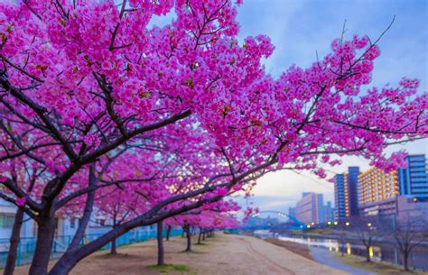 Where to see Early Cherry Blossoms in Tokyo?