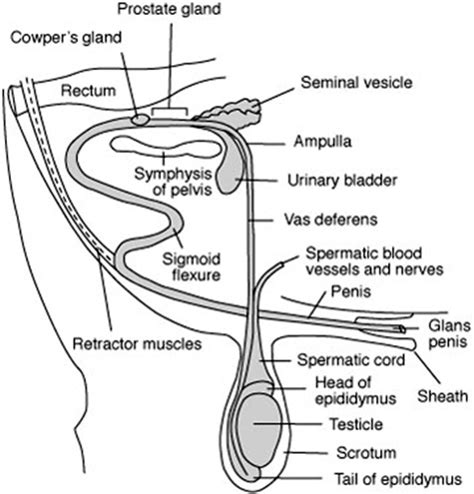 Ampulla Male Reproductive System