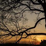 Tree Branches Silhouette | Copyright-free photo (by M. Vorel) | LibreShot