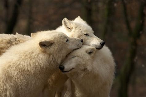 White Wolf : Video : Arctic White Wolves in the Wild