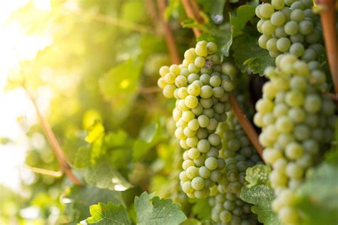 International Sauvignon Blanc Day May 3, 2019 | Lake County Winegrape ...