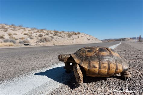 Creating Safe Passage for Desert Tortoises - Center for Large Landscape ...