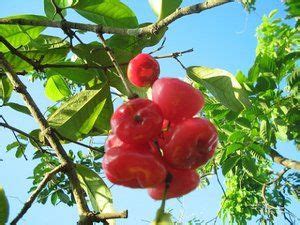 Pin on fruits