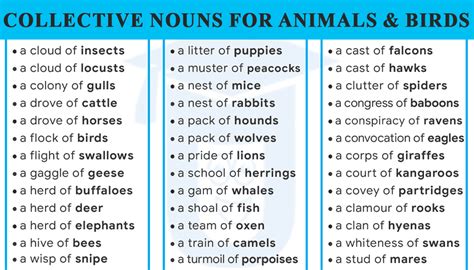 List of 70+ Collective Nouns for Animals and Birds