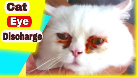 Cat Eye Discharge - Cat Eye Discharge Remedy - YouTube