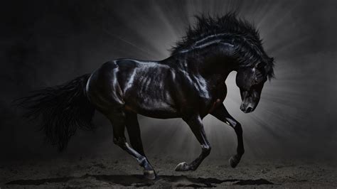 Black Horse Jumping Wallpapers - Wallpaper Cave