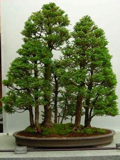 Black Hills Spruce Bonsai Trees | Bonsai tree, Bonsai forest, Indoor bonsai tree