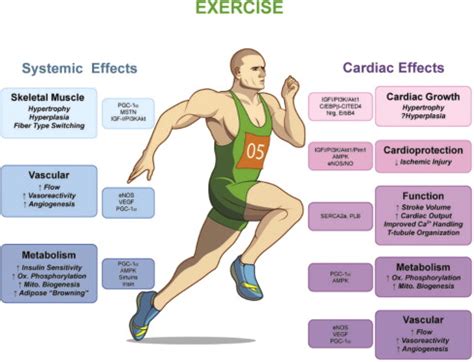 Overview of the systemic and cardiac-specific effects of exercise ...