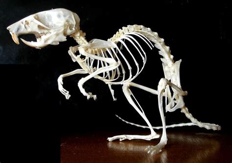 A mouse has more bones than a human—225 vs. 206! | Animal skeletons ...