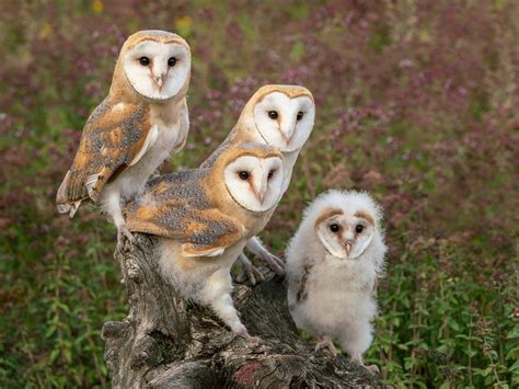 Baby Owls: All You Need To Know (with Pictures) | Birdfact