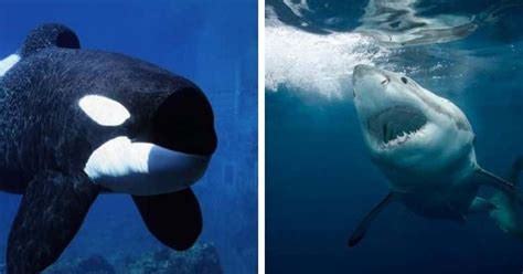 'Shark vs Whale': Who do you think would win this fight between the ocean's greatest predators ...