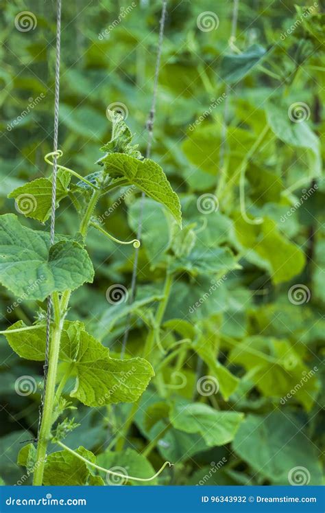 Cucumber vines on trellis stock photo. Image of botanical - 96343932